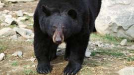 Росприроднадзор признал обоснованным убийство трех медведей на Алтае. Фото: РИА Новости