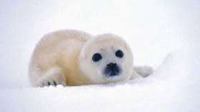 Белек. Детеныш тюленя. Фото: www.rosbalt.ru