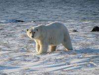Белый медведь. Фото: WWF России / В. Семенов