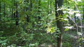 Экологов беспокоит незаконная рубка леса в памятнике природы в Адыгее. Фото: РИА Новости