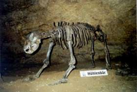 Скелет пещерного медведя. Фото: Википедия
