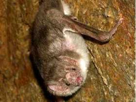 Летучая мышь-вампир. Фото пользователя WikedKentaur с сайта wikipedia.org