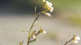 Ученые превратили однолетнее растение в многолетнее, изменив два гена. Фото: www.wikipedia.org
