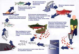 Основные этапы жизни лососевых рыб, а также опасности, которые уменьшают их выживание. Изображение с сайта www.sakhalin.ru