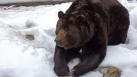 Голодные медведи с наступлением холодов ушли из алтайских сел. Фото: РИА Новости