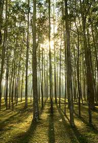 В Адыгее экологи обнаружили на территории заповедника новые вырубки редких деревьев. Фото: ЮГА.ру