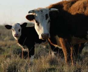Аргентинские коровы &quot;расскажут&quot; ученым, что и сколько они съели на обед. Фото: РИА Новости