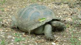 Последний самец галапагосской черепахи может не стать отцом. Фото: РИА Новости