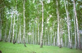 В Адыгее принято распоряжении о прекращении вырубки леса на территории заповедника. Фото: www.bashedu.ru