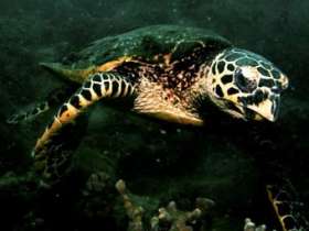 Морская черепаха у побережья Малайзии. Фото с сайта wildasia.net