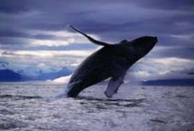 Власти Австралии работают над новой научной программой по исследованию китов. Фото: АМИ-ТАСС