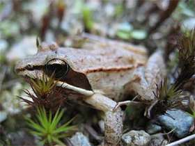 Древесная лягушка. Фото пользователя MichaelZahniser с сайта wikipedia.org