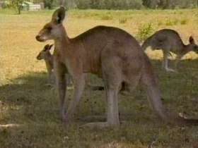 Ученым впервые удалось расшифровать генетический код австралийских кенгуру. Фото: НТВ