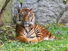 Суматранский тигр. Фото: Википедиа