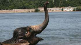 Слоновий навоз популярен в Индии как эффективное средство от комаров. Фото: РИА Новости