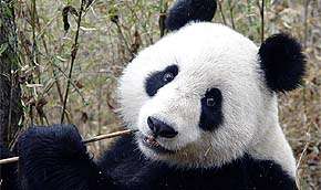 Хорошенькие панды не терпят фамильярности. Фото: MIGnews.com