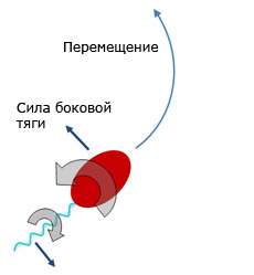 На этом рисунке показано, как движения &quot;головы&quot; и жгутика Caulobacter crescentus создают момент и, соответственно, приводят к движению бактерии по дуге (иллюстрация Jay Tang/Brown University).  