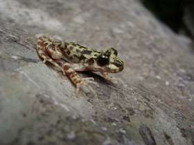 Балеарская жаба-повитуха (Alytes muletensis). Фото пользователя Tuur22 с сайта wikipedia.org