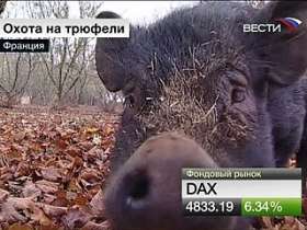 Охота на трюфели. Фото: Вести.Ru