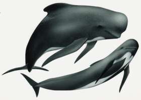 Черные дельфины. Рисунок с сайта http://www.cms.int