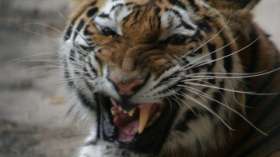 Экологи Приморья используют спутниковую связь при работе с тиграми. Фото: РИА Новости