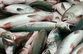 В Свердловской области произошла массовая гибель рыбы. Фото: www.segodnya.ua