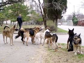Бродячие собаки. Фото: http://kp.ua