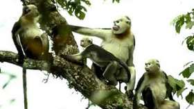 Новая популяция исчезающих обезьян обнаружена на севере Вьетнама. Фото: vietnam.vnanet.vn
