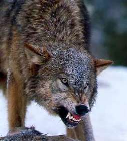 Волки. Фото из свободных источников сети Интернет