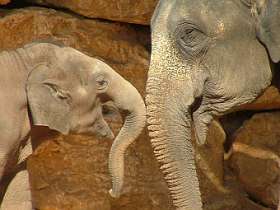 Слониха со слоненком. Фото пользователя Superjew с сайта wikipedia.org