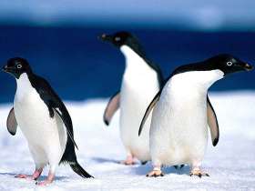 Пингвины. Фото из открытых источников сети Интернет