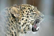 В Приморье продолжается охрана леопардов от браконьеров. Фото: РИА &quot;Новый Регион&quot;