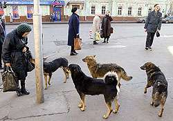 Бродячие собаки. Фото: http://www.newizv.ru