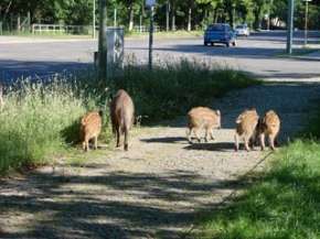В последнее время дикие кабаны облюбовали для проживания столицу Германии. Фото: wildschweine.net