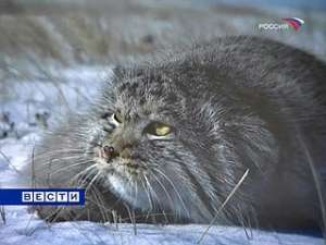 Это такие далеко не безобидные дикие кошки, занесенные в Красную Книгу. Фото: Вести.Ru