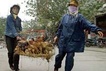 Ликвидация вспышки птичьего гриппа в Индонезии, фото с сайта worldchanging.com