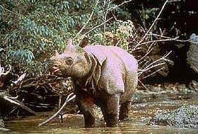 Яванский носорог. Фото: http://floranimal.ru
