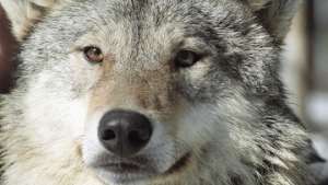 Зоологи поймали волка, напугавшего посетителей Великой Китайской стены. Фото: РИА Новости