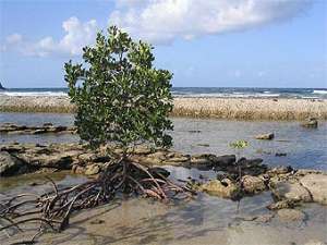 Красное мангровое дерево Rhizophora mangle. Фото пользователя Muriel Gottropс сайта wikipedia.org