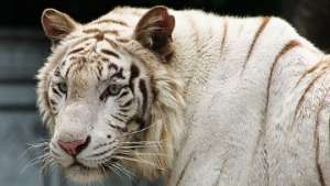 Родившихся в Новосибирске тигрят спрятали от посетителей зоопарка. Фото: http://www.flickr.com