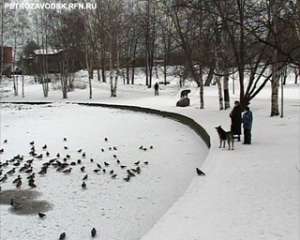 Петрозаводск стал утиным зимовьем. Фото: Вести.Ru