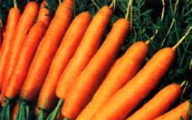 Морковь. Фото: АМИ-ТАСС