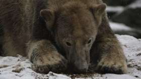 Алтайские медведи залегли в спячку. Фото: РИА Новости