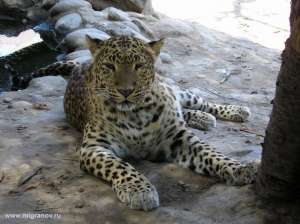 Леопард в зоопарке. Фото: http://migranov.ru