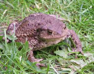 Австралийцы надеются, что избавиться от тростниковых жаб поможет артрит. Фото: АМИ-ТАСС