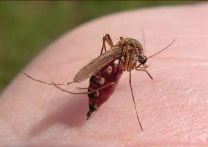 Ученые укоротили жизнь комару - за то, что вредный. Фото: АМИ-ТАСС