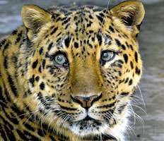 Леопард. Фото: http://www.annews.ru