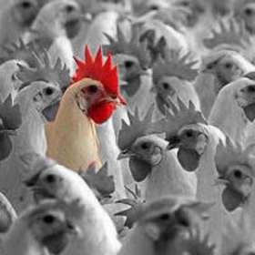 Китай ужесточает контроль за рынком живой птицы с целью предотвратить распространение &quot;птичьего гриппа&quot;. Фото: http://www.vokrugsveta.ru
