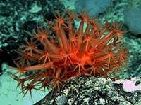 Ученые обнаружили неизвестные науке виды кораллов. Фото с сайта Stern