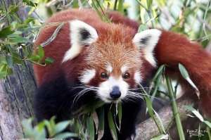 Красная панда. Фото: http://funzoo.ru